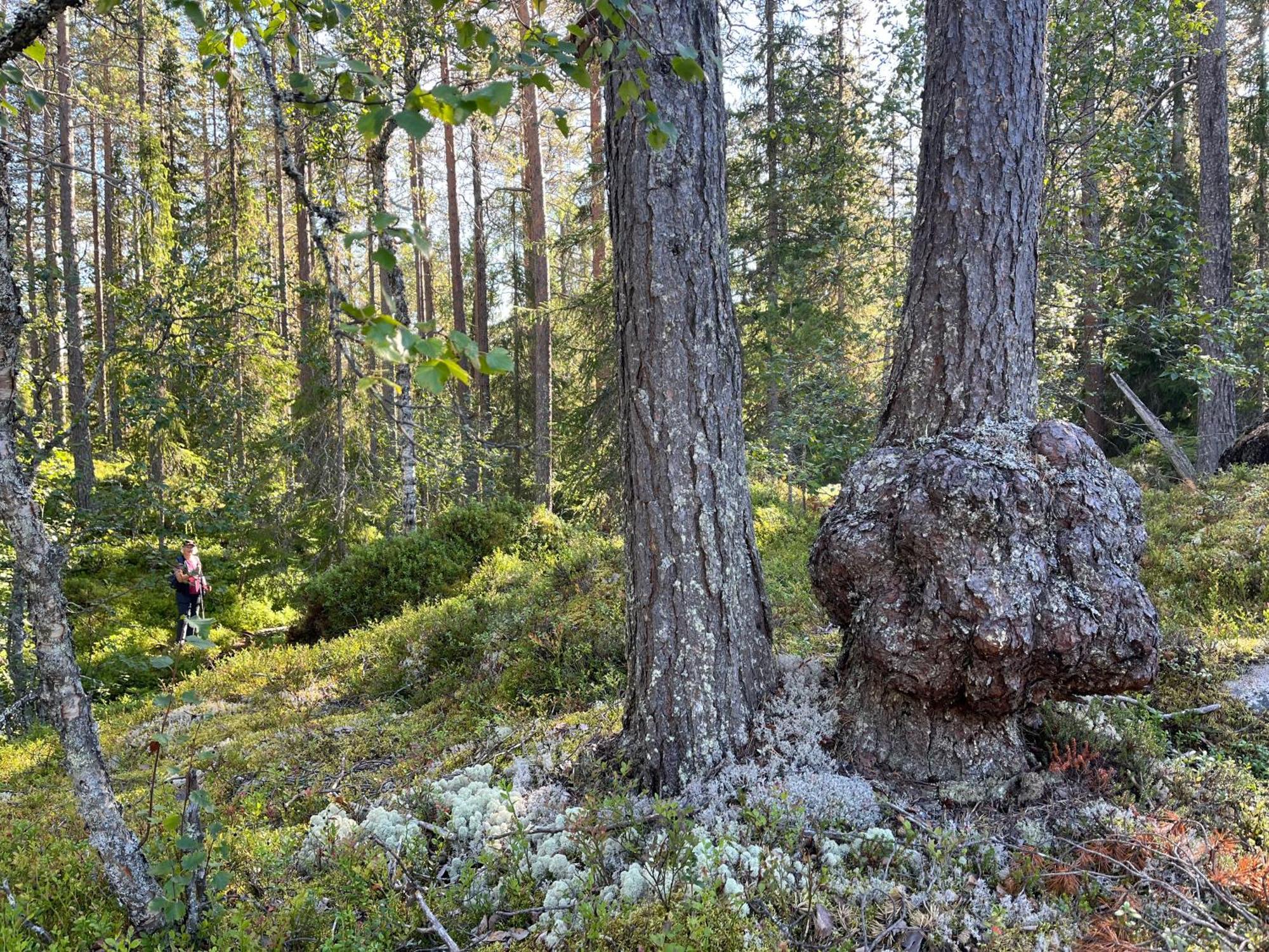 Knappgarden Särna Extérieur photo